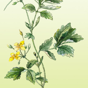 Чистотел -это растение как средство от кожных болезней