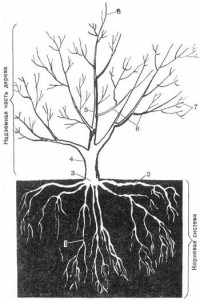Фенология плодового дерева