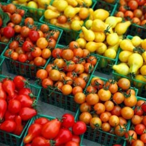 Комнатные томаты в огороде