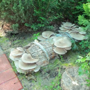 Как вырастить сьедобные грибы самому дома