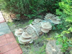 Как вырастить сьедобные грибы