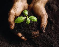 Как приготовить почву  для выращивания рассады своими руками