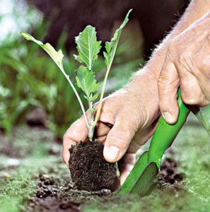 Технология выращивания ранней капусты