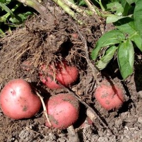 Как получить хороший  урожай картофеля