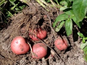 Как получить хороший  урожая картофеля