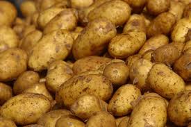 Двухурожайная культура картофеля на юге Украины