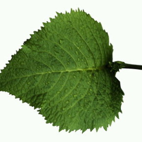 Роль листьев в жизни растений и полярность