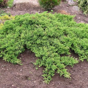 Можжевельник  - вечнозеленое хвойное растение