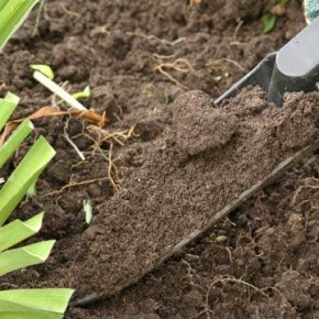 Подготовка почвы к посадке смородины