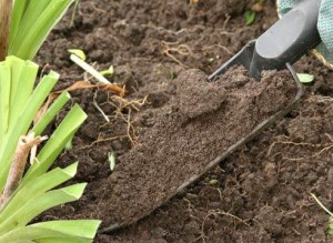 Подготовка почвы к посадке смородины