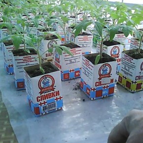 Как вырастить хорошую рассаду помидоров