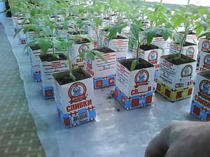  Как вырастить хорошую рассаду помидоров