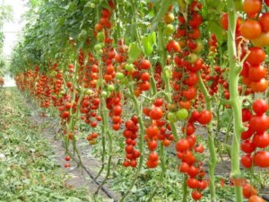 Выращивание помидоров 