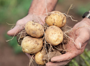 Суперранние сорта картофеля