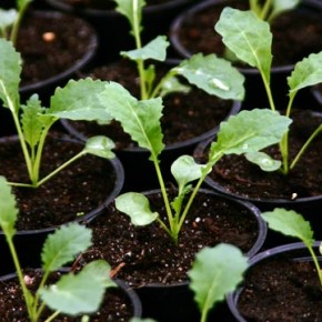 Как правильно пересаживать рассаду капусты