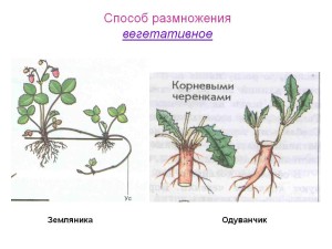 Способы размножения земляники