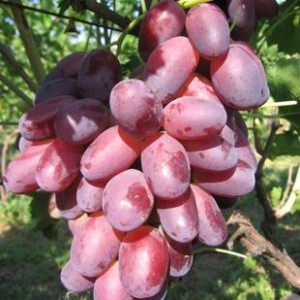 Сорт винограда  Ризамат