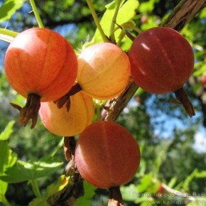 Сорт крыжовника Русский