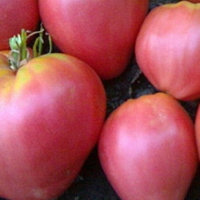 Розовые томаты:сорта томатов