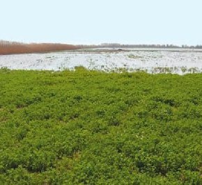 Когда вода не в радость