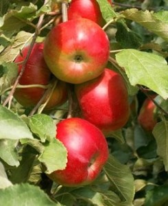 Плодовые ветви яблони