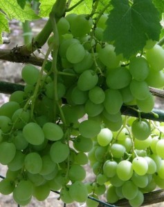 препараты для защиты виноградников от болезней и вредителей 