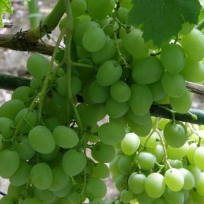 Как правильно выбирать препараты для защиты виноградников от болезней и вредителей