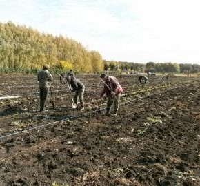 Выращивание плодов и ягод