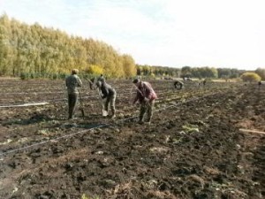 Выращивание плодов и ягод