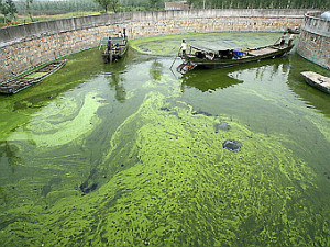 Микроскопические водоросли 