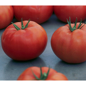 Лучшие гибриды томатов: ГРОДЕНА F1
