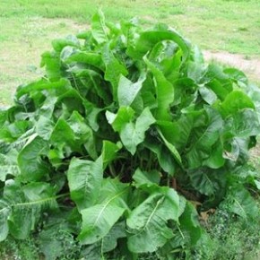 Хрен - многолетнее растение семейства капустных