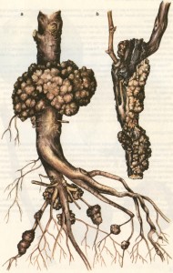 Опасные болезни плодовых деревьев