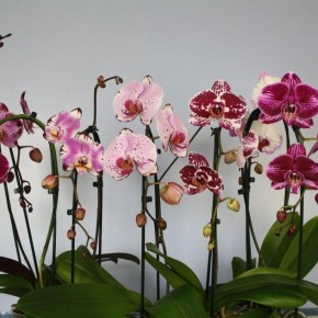 Самые лучшие сорта орхидей для начинающих:как продлить цветение орхидеи