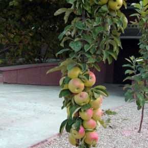 Колоновидные деревья:сорта яблонь и груш