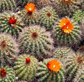 Выращивание кактусов :самые красивые и неприхотливые растения