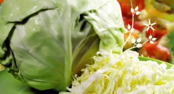 Лечебные свойства белокочанной капусты