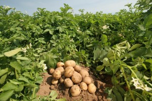 Выращивания картофеля:под лопату