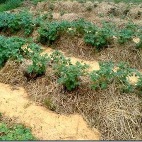 Выращивания картофеля:картофель по соломе