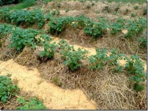 Выращивания картофеля