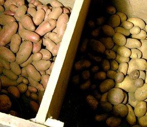 Как правильно хранить картофель:во время зимнего периода
