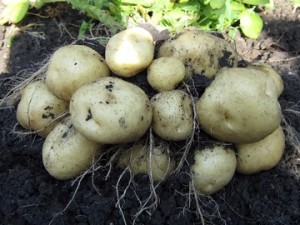хранение картофель