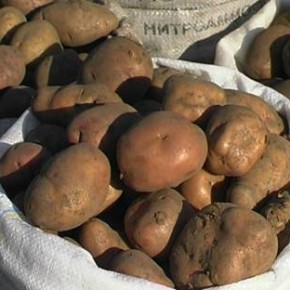 Как хранить картофель, чтобы она долежала до конца весны?