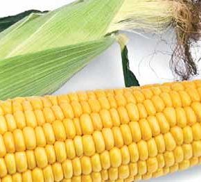 Кукуруза сладкая Старшайн F1:новый гибрид для раннего сева с устойчивостью к ржавчине