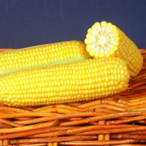 Новые сорта кукурузы:супер сладкие и для позднего сбора