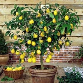 Как вырастить лимон на подоконнике:уход за лимоном  зимой