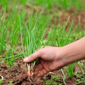 Выращивание лука ялтинской: подготовка семян и почвы