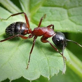 Советы умельца: как избавиться от муравьев-древоточцев