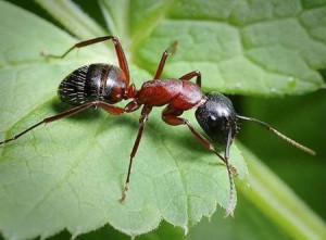 Защита от муравьев