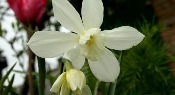 Ядовитые цветы:глициния,ландыш,наперстянка,нарцисс